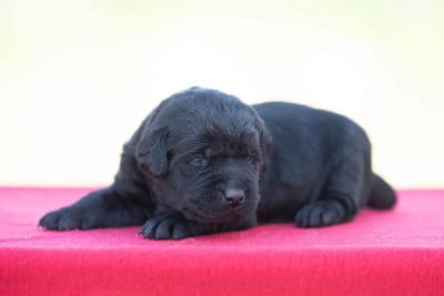 Les chiots de Labrador Retriever