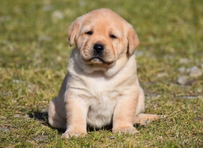 Les chiots de Labrador Retriever
