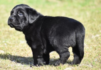 Les chiots de Labrador Retriever