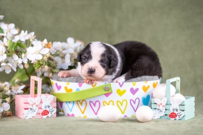 Les chiots de Berger Australien