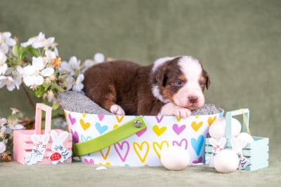 Les chiots de Berger Australien