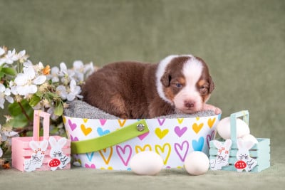 Les chiots de Berger Australien