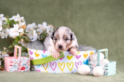 Les chiots de Berger Australien