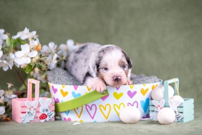 Les chiots de Berger Australien