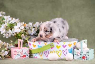 Les chiots de Berger Australien