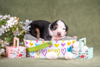 Les chiots de Berger Australien