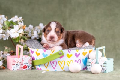 Les chiots de Berger Australien