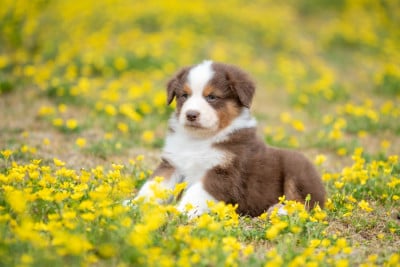 Les chiots de Berger Australien