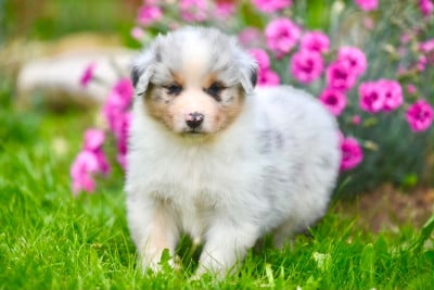 Les chiots de Berger Australien