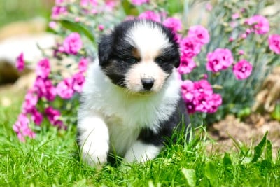 Les chiots de Berger Australien