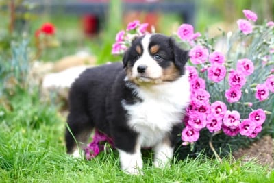 Les chiots de Berger Australien