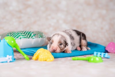 Les chiots de Berger Australien