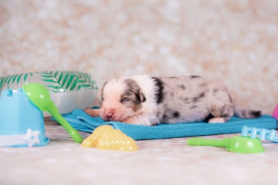 Les chiots de Berger Australien