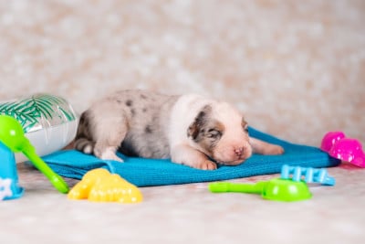 Les chiots de Berger Australien