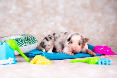 Les chiots de Berger Australien