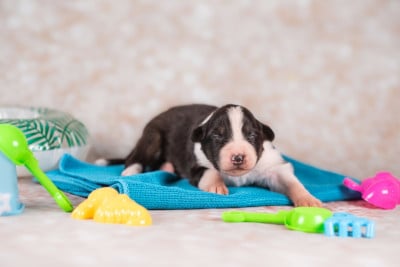 Les chiots de Berger Australien