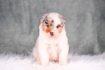 Les chiots de Berger Australien