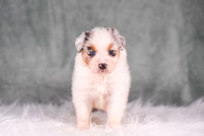 Les chiots de Berger Australien