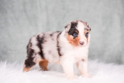 Les chiots de Berger Australien