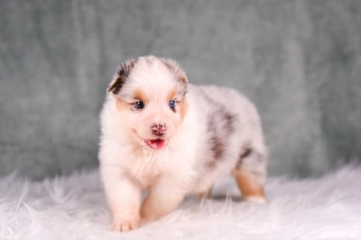 Les chiots de Berger Australien