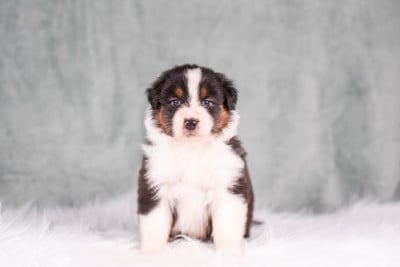 Les chiots de Berger Australien