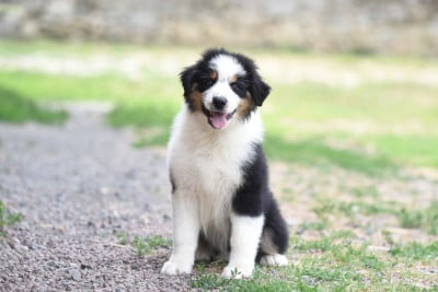 Les chiots de Berger Australien