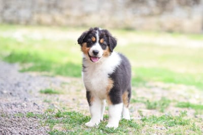 Les chiots de Berger Australien