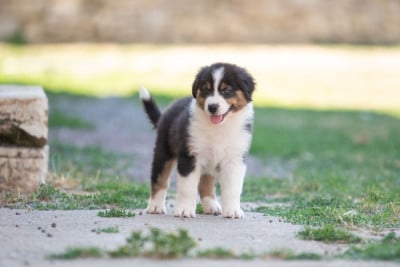 Les chiots de Berger Australien