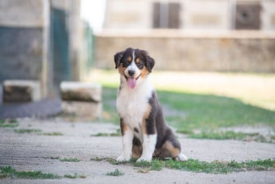 Les chiots de Berger Australien