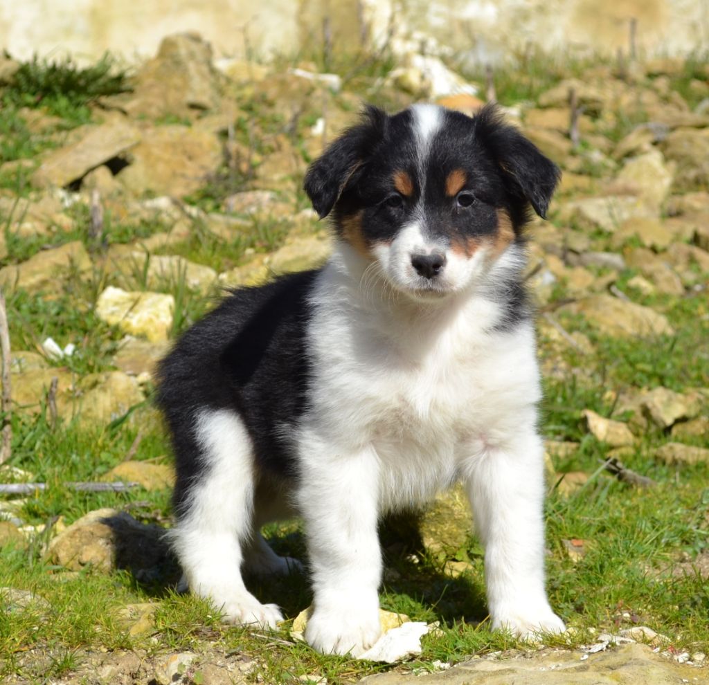 Chiot Berger Australien, ORIGINAL DU FEELING DE NOLISTER
