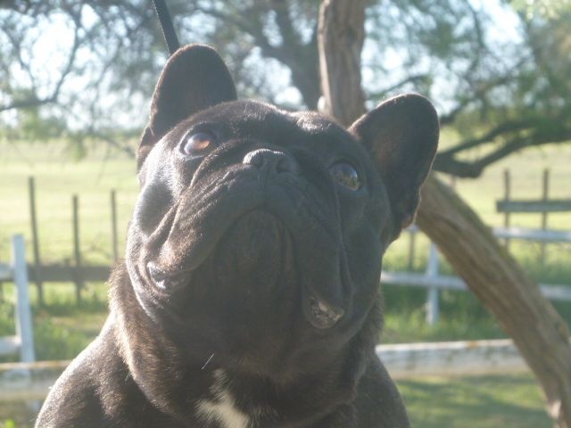 Publication : De Ker Paulo