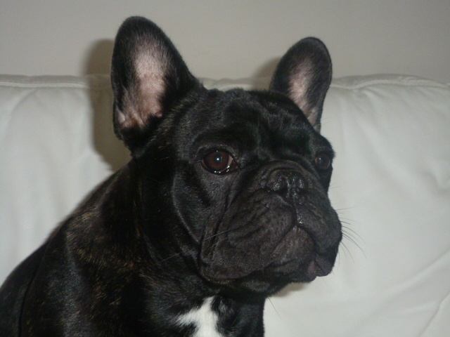 Publication : De Ker Paulo