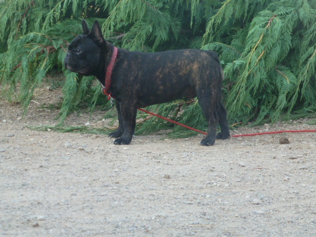 Publication : De Ker Paulo