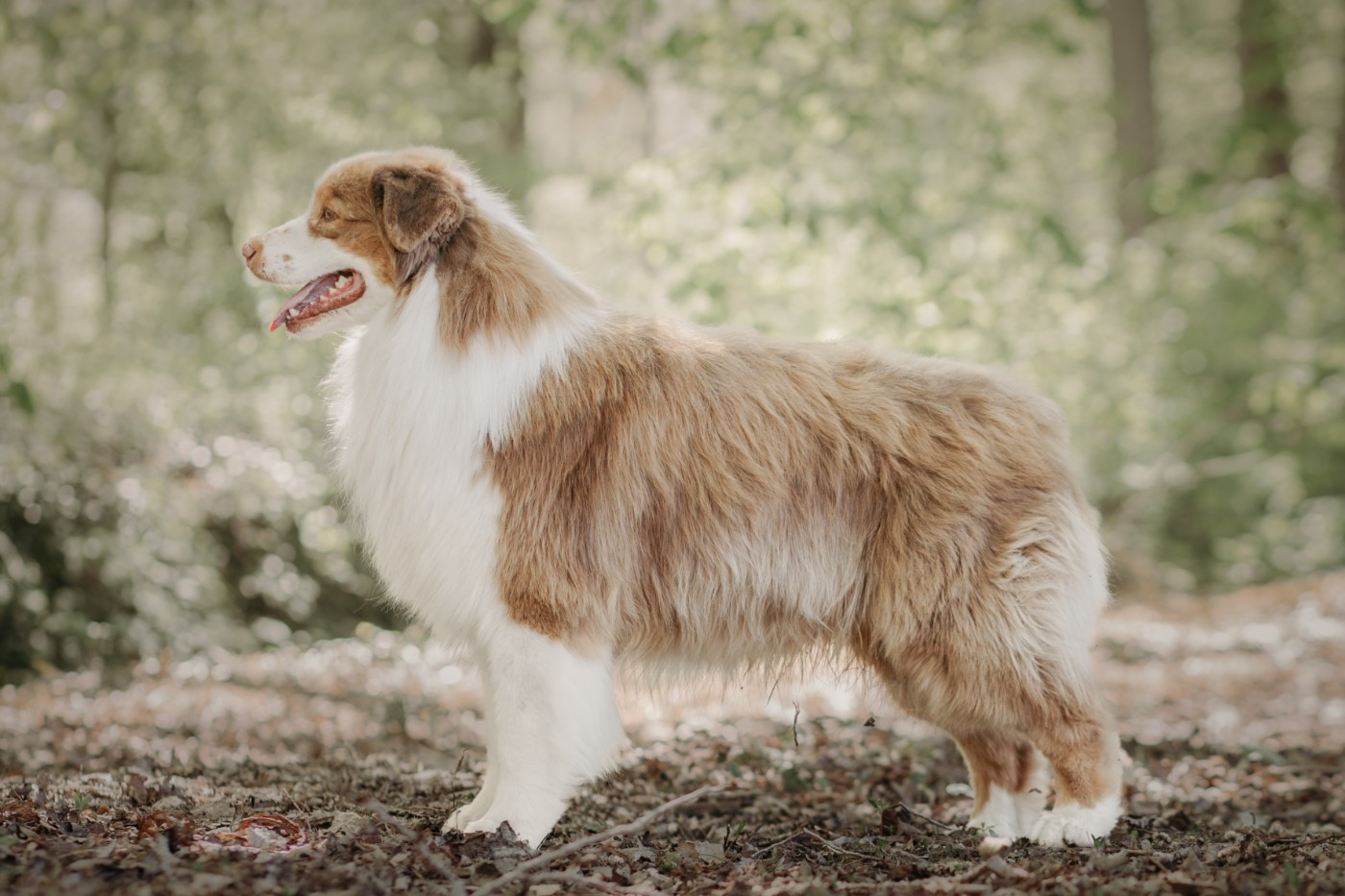 Oh sugar & spice De La Vallée D'eska