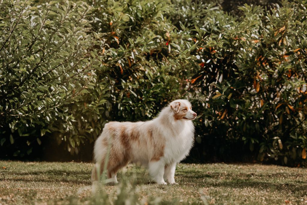 CH. Aimed money heist native tongue