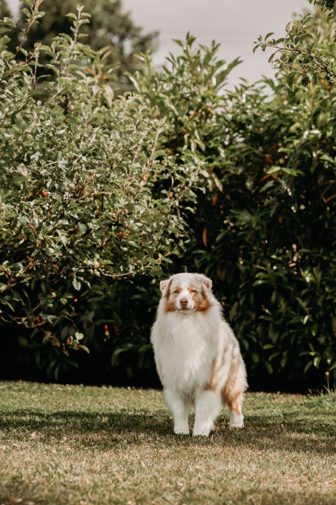 CH. Aimed money heist native tongue