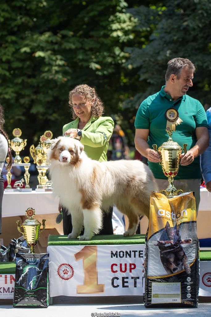 CH. Aimed money heist native tongue