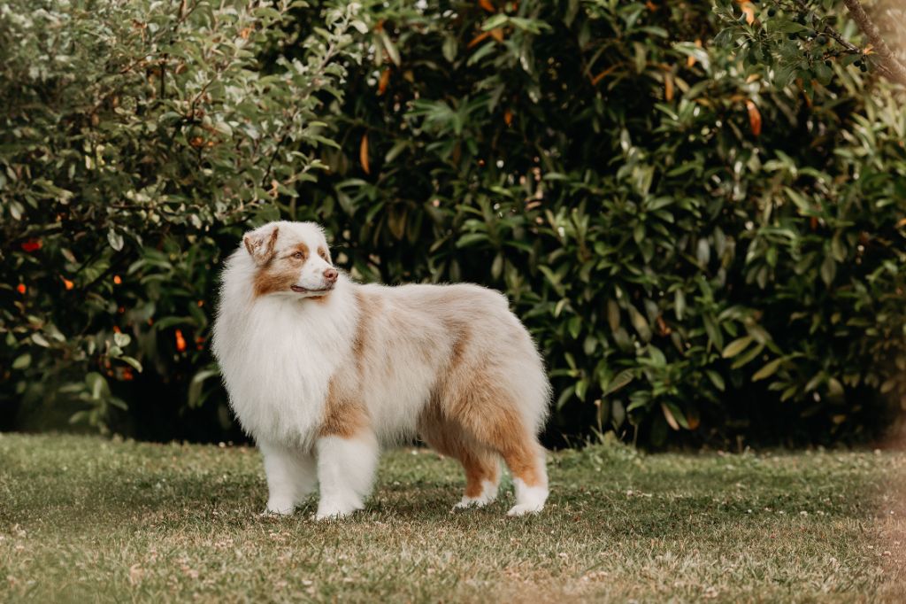 CH. Aimed money heist native tongue