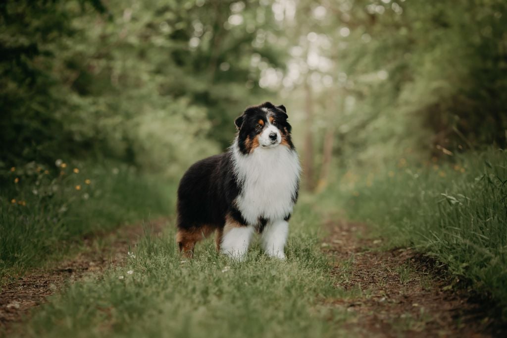 CH. So what du glacier des pandas
