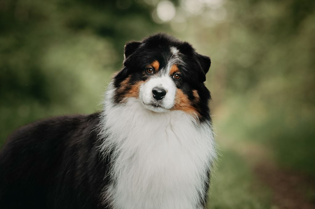 CH. So what du glacier des pandas