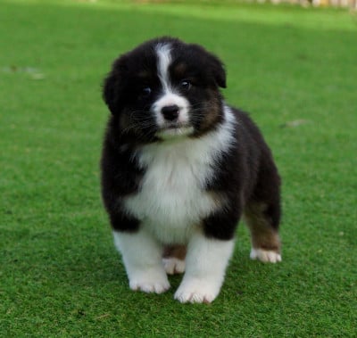 Les chiots de Berger Australien