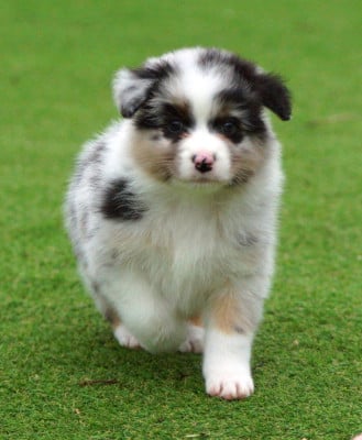 Les chiots de Berger Australien
