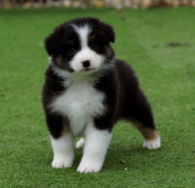 Les chiots de Berger Australien