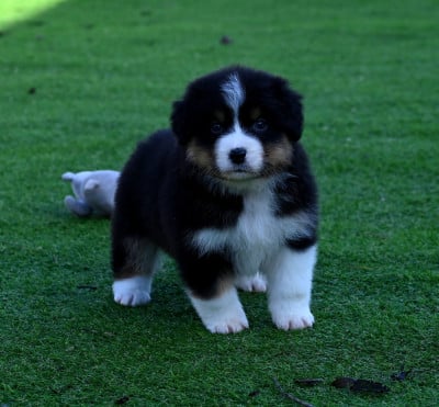Les chiots de Berger Australien