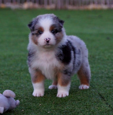 Les chiots de Berger Australien