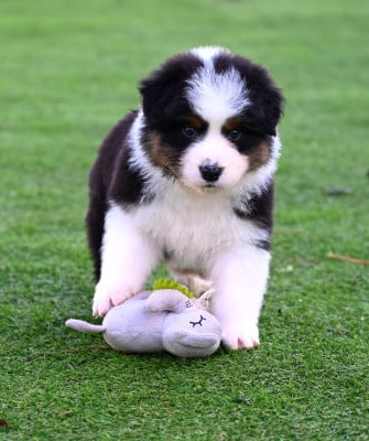Les chiots de Berger Australien