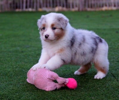 Les chiots de Berger Australien