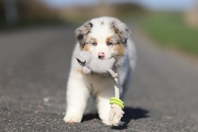 Les chiots de Berger Australien