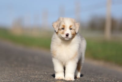 Les chiots de Berger Australien