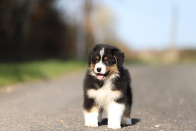 Les chiots de Berger Australien